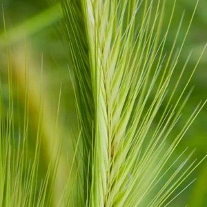 Food Science Applications